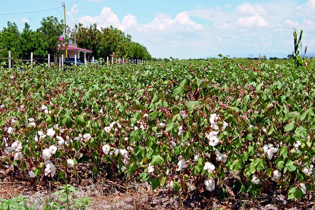 Coordinación.  Coahuila y Durango deberán unir esfuerzos y comprometerse a trabajar para erradicar las plagas en el algodón.