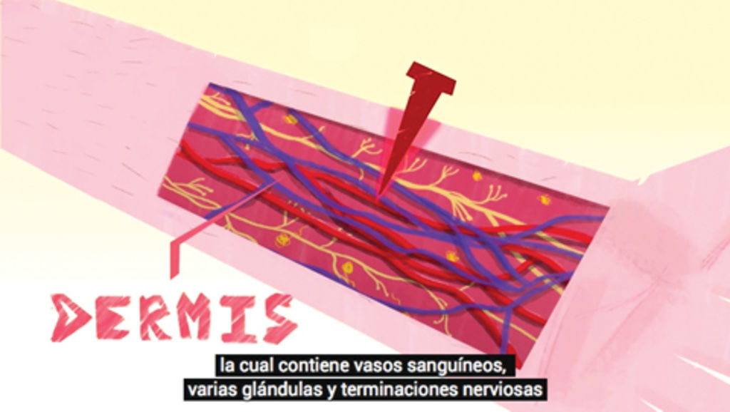 Fragmento del video How a wound heals itself (Cómo sana una herida). Foto: Canal Ted Ed Youtube