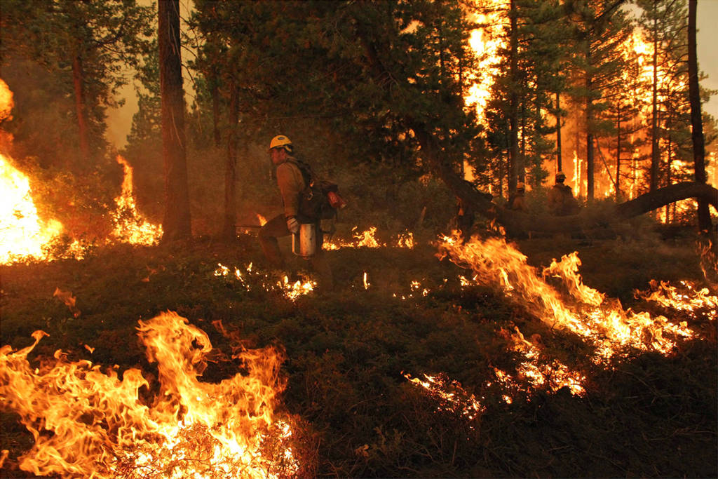 Estadística. En lo que va de 2016, ya son 980 hectáreas dañadas a causa de los incendios forestales.
