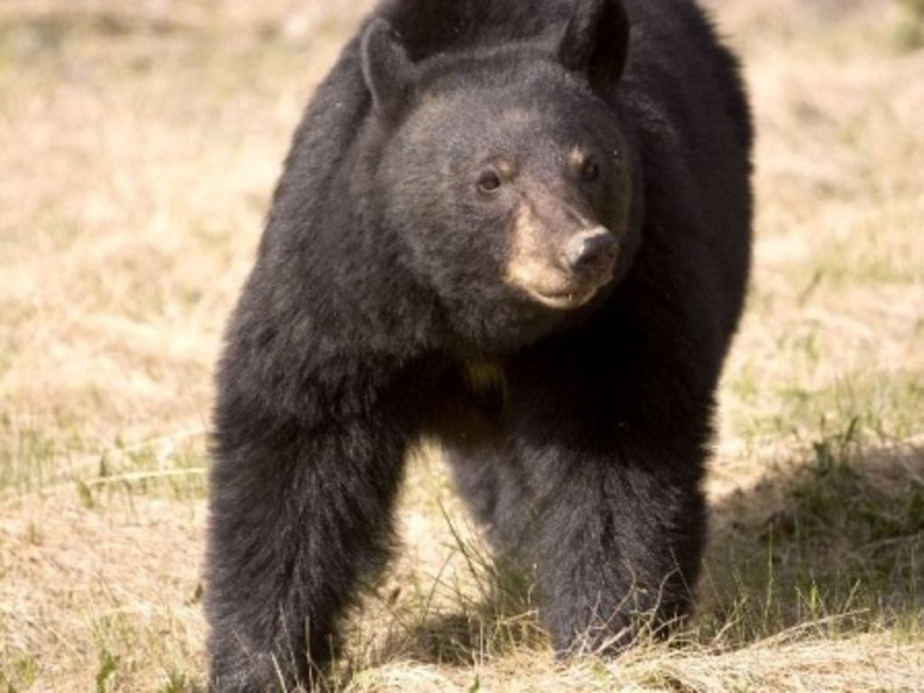 El oso se encontraba en buen estado de salud y alimentado, de acuerdo a sus características es un animal joven. (ARCHIVO)