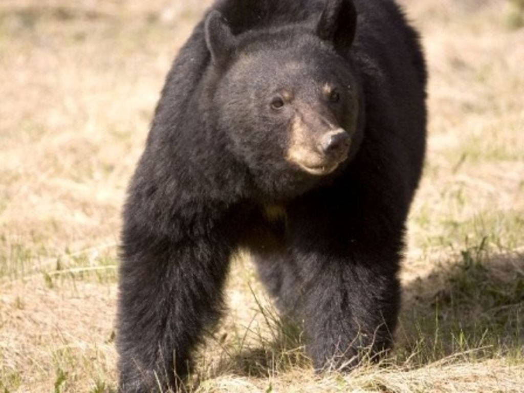 Salud. El oso se encontraba en buen estado de salud y alimentado y de acuerdo a sus características es un oso joven. (EL SIGLO DE TORREÓN)