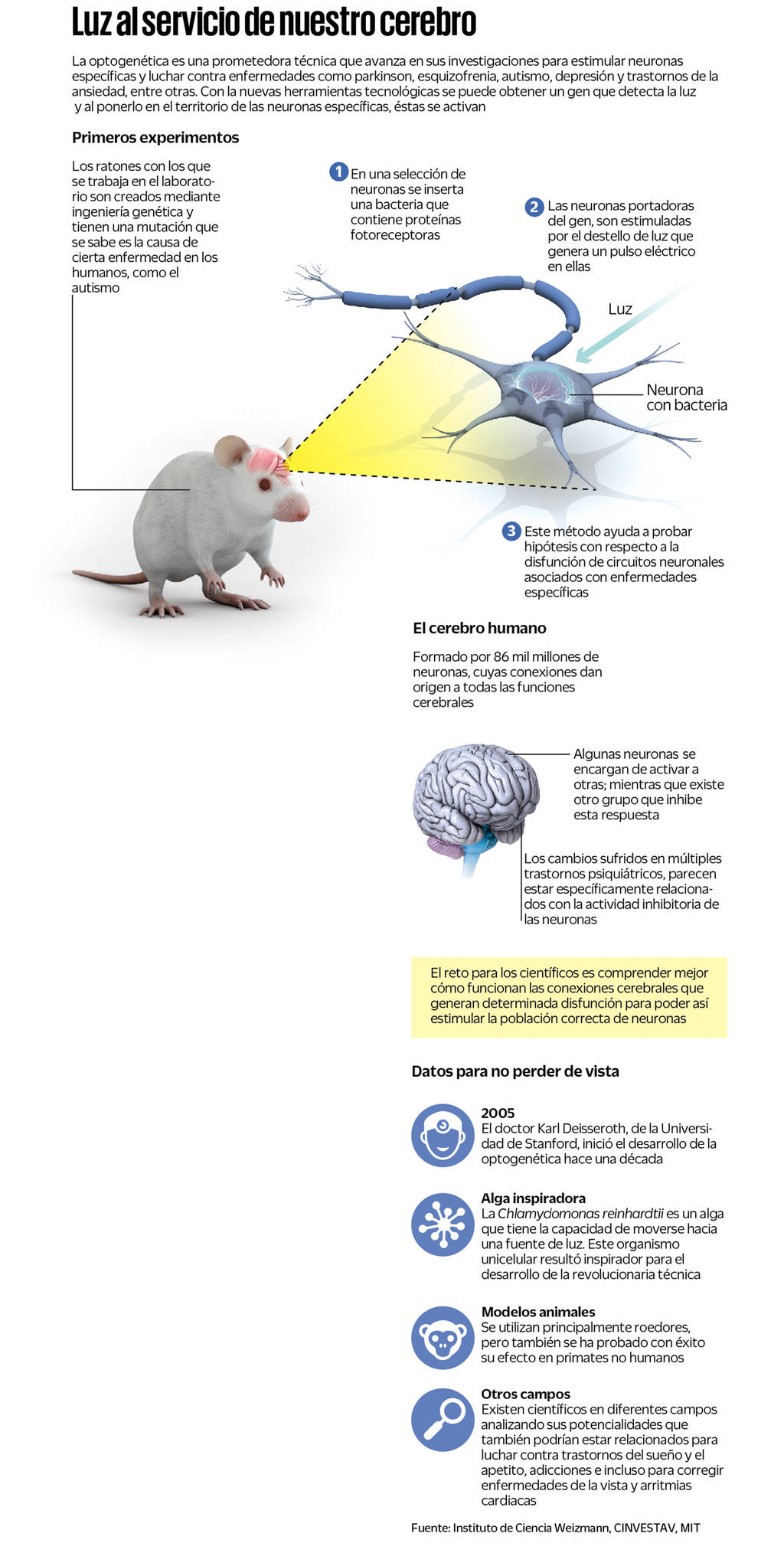 La ingeniería genética enciende el cerebro