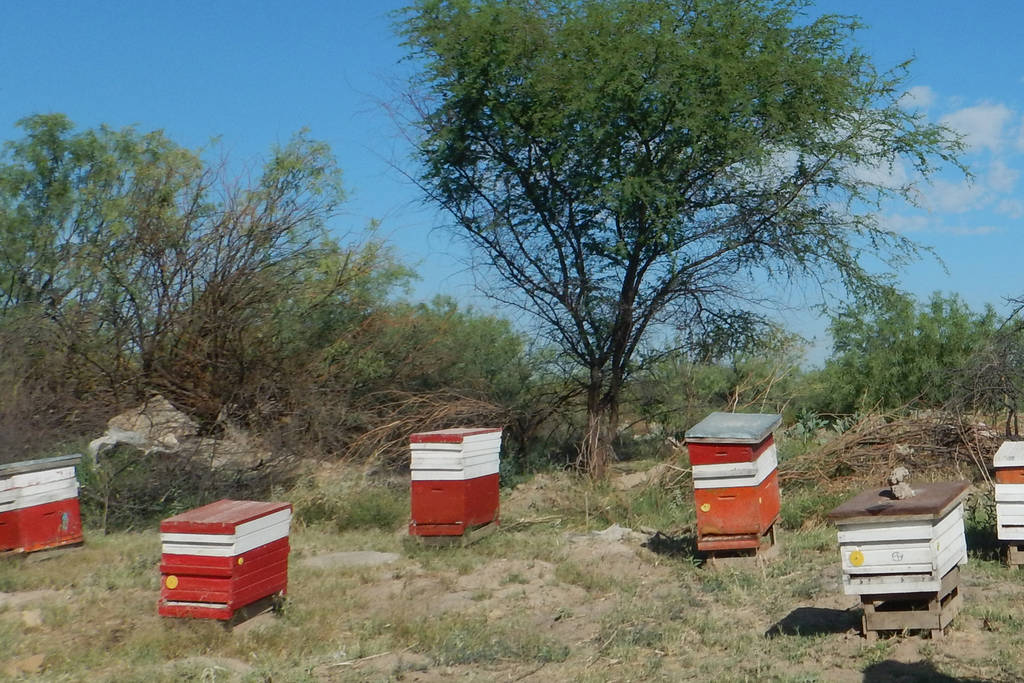 Alerta. Ante la desaparición del 80 por ciento de las abejas,  La Laguna es 'foco rojo' a nivel nacional. (EL SIGLO DE TORREÓN)