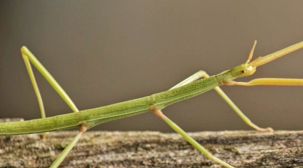 El insecto de récord ha recibido el nombre de 'phryganistria chinensis zhao', en honor de su descubridor, quien está preparando una tesis sobre esta nueva especie. (INTERNET)