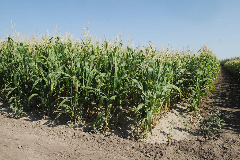 Plaga. La Sagarpa trabajará en la solución del problema de las plagas en el maíz forrajero que se está presentando en la región. (ARCHIVO)
