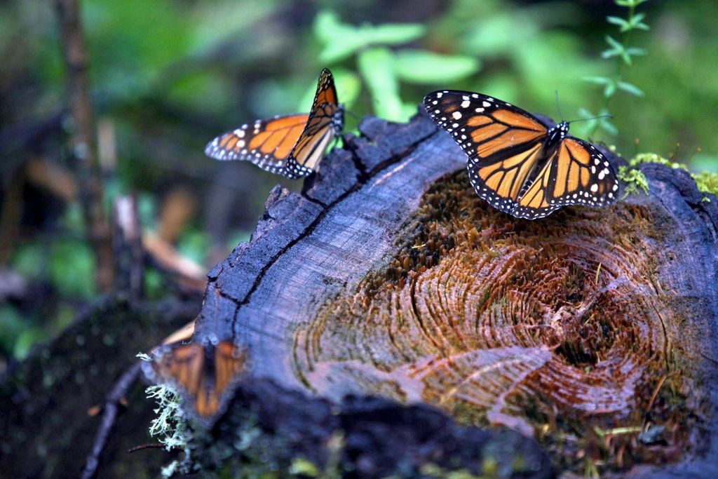 El estudio, publicado por la revista PLOS Genetics, explica el mecanismo clave que regula el proceso de metamorfosis de los insectos, como el proceso de las orugas que se convierten en mariposas. (ARCHIVO)