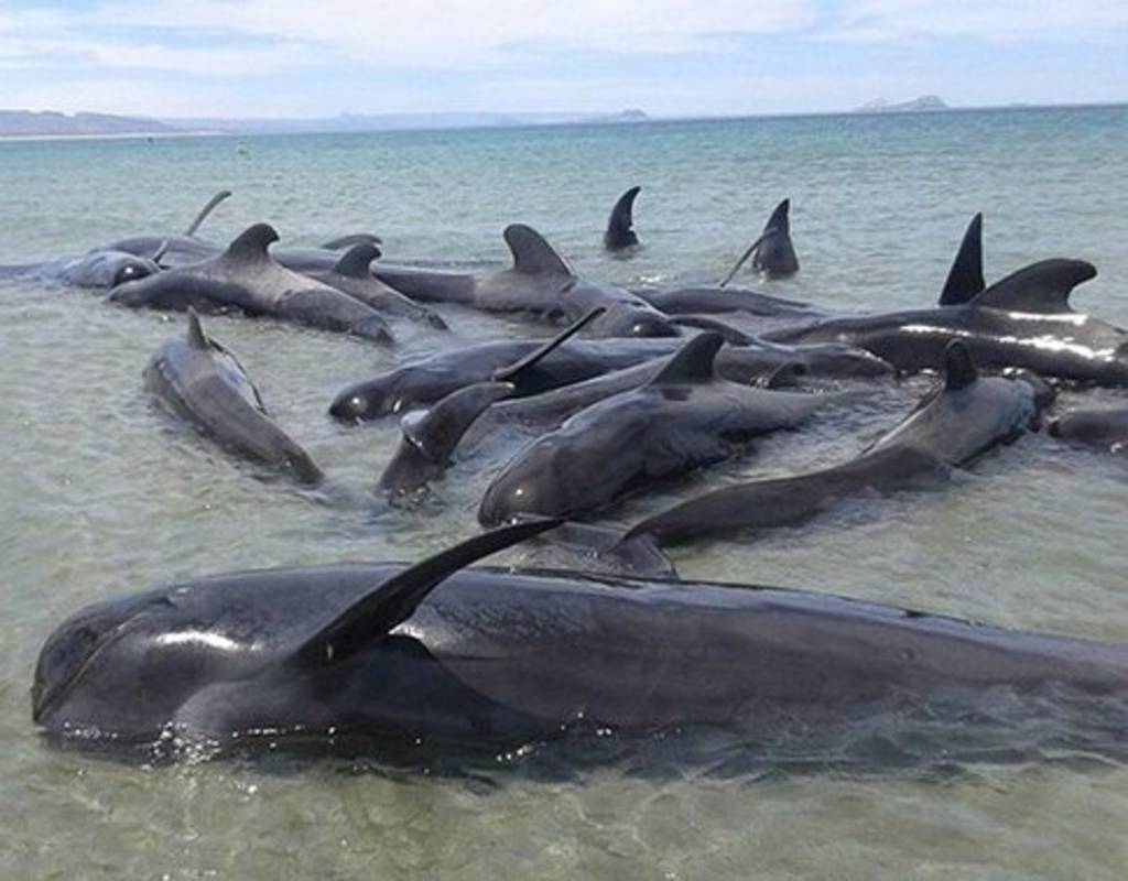 Los mamíferos murieron en la Playa Punta Bufeo.
