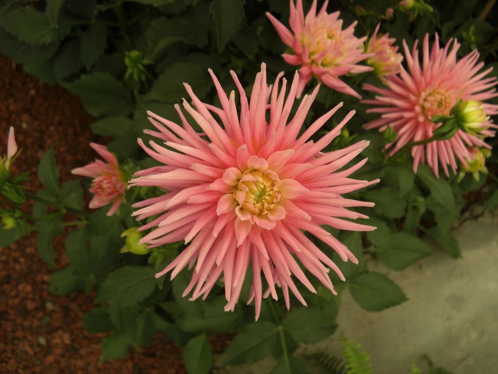 La dalia es una flor nativa de México y puede encontrarse en forma silvestre en casi todo el país, con excepción de las penínsulas de Baja California y Yucatán. (ARCHIVO)