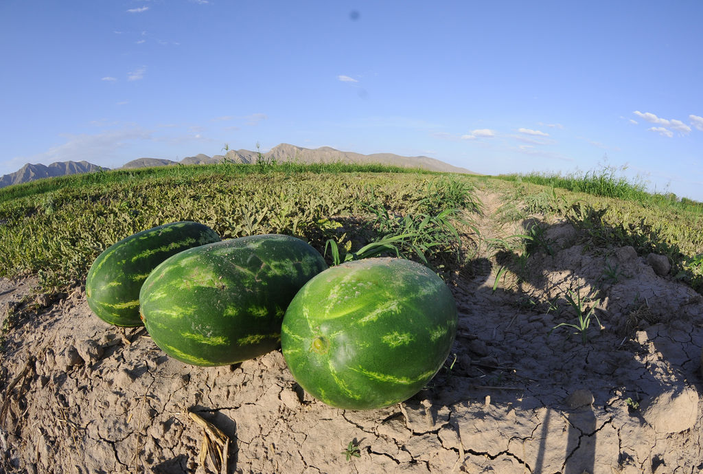 El Sistema Producto Sandía está trabajando con cerca de 30 a 35 productores y alrededor de 10 tienen convenios de agricultura por contrato con cadenas comerciales a nivel nacional. (ARCHIVO)