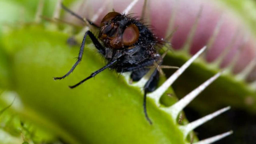Esta mosca fue descrita en Brasil en 1836, pero han pasado 180 años para poder documentar su ciclo biológico por primera vez. (ESPECIAL)