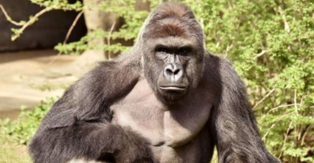 El zoológico enfrenta una creciente ola de críticas por la muerte del gorila Harambe, y por la falla en la barrera destinada a mantener al público fuera del alcance del animal. (ESPECIAL)
