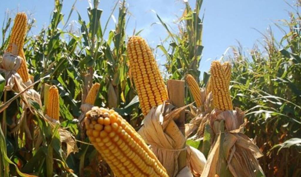 A la baja. Se reduciría el presupuesto en 47 % para los pequeños productores de maíz.