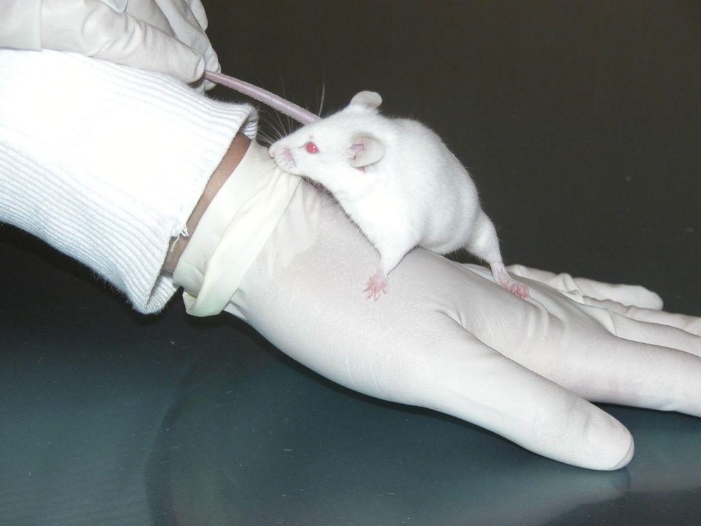Los científicos del CNIO han creado ratones con telómeros hiperlargos y con un menor envejecimiento molecular, con una nueva técnica basada en cambios epigenéticos. (ARCHIVO)