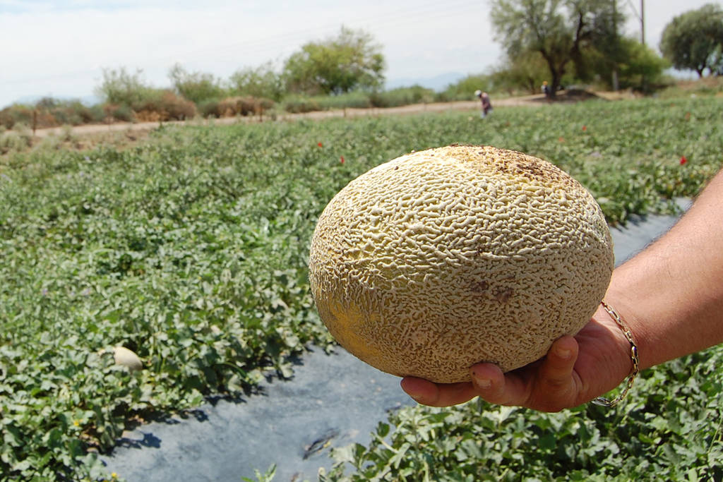 Apuestan. La Reserva de la Biosfera de Mapimí fomenta cultivo de melón orgánico. (ARCHIVO)