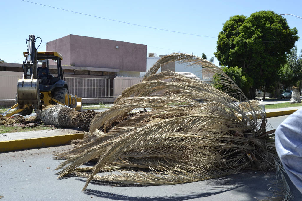 Talan. Plaga de araña roja en tuyas y cipreses alarma a vecinos de Torreón Jardín porque la relacionaron con las palmas. (EDITH GONZÁLEZ)