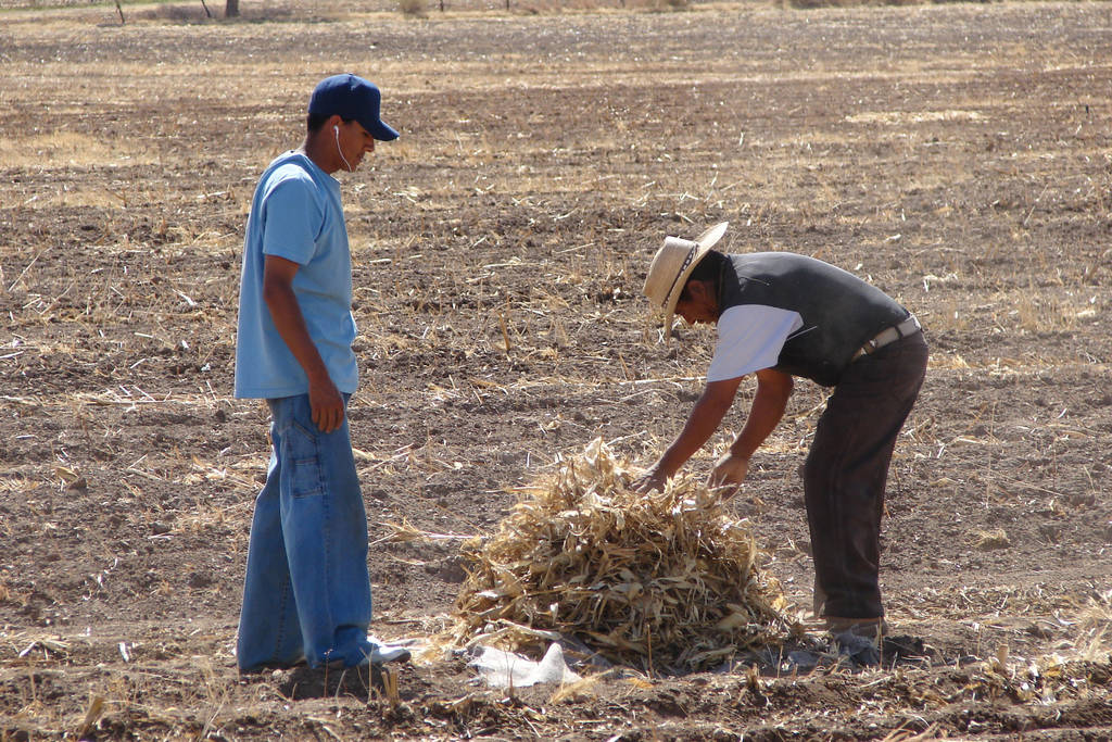 Situación.  El sector agropecuario de Durango continúa en rezago económico, según el consultor de Mercados Agrícolas.