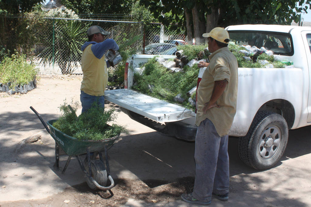 Donación. La Conafor facilitó 5 mil árboles al Municipio de San Pedro para una campaña de reforestación. (CORTESÍA)