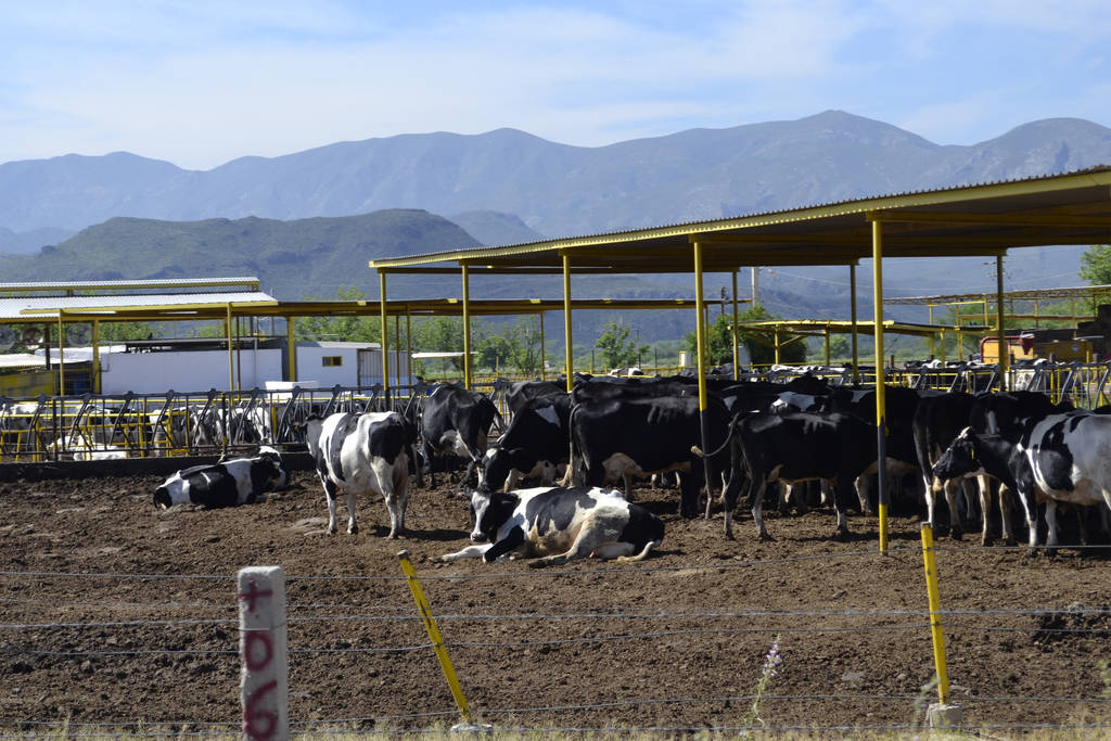 Preocupante. Empieza a faltar el agua en varios municipios donde pondera la ganadería. (ARCHIVO)