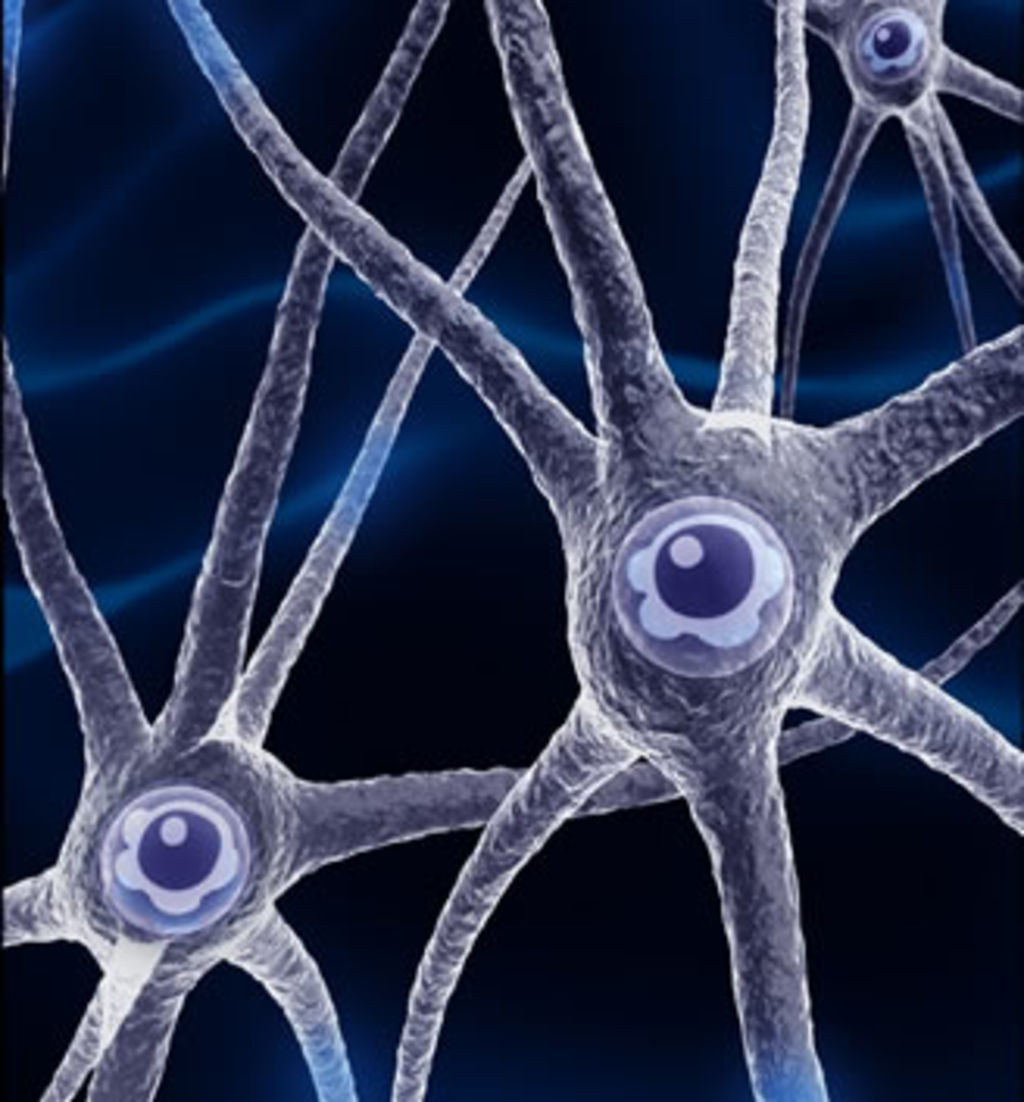 Una neurona se puede hacer con distintos patrones genéticos