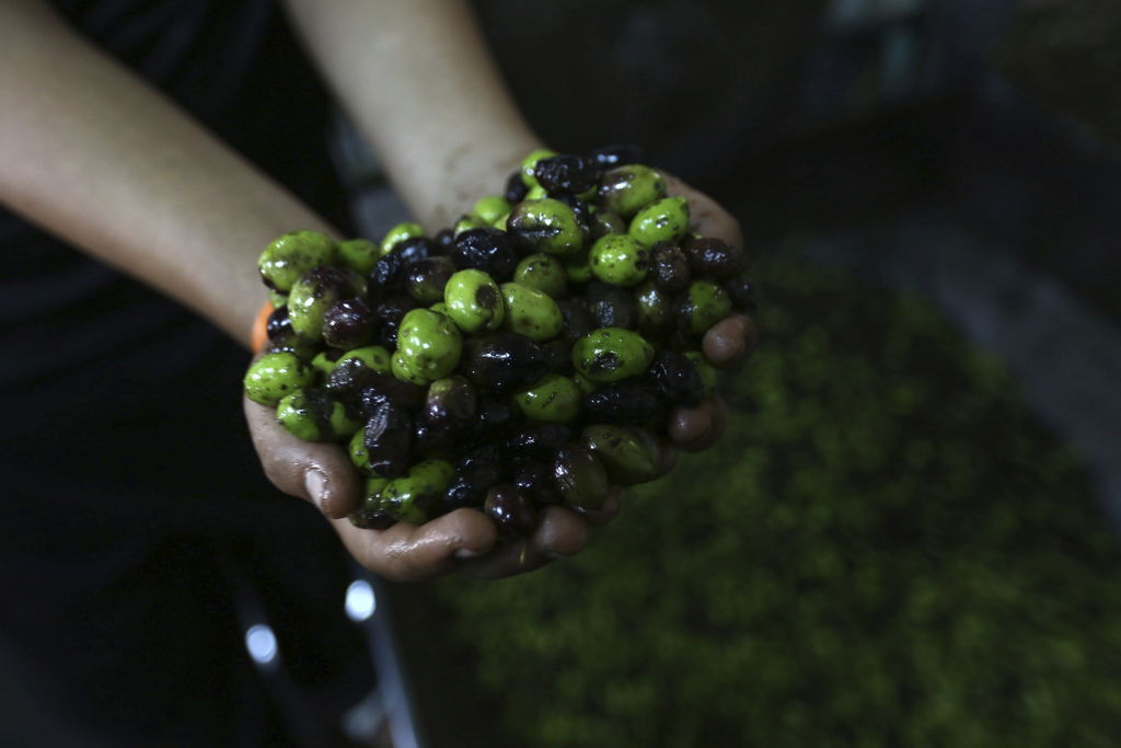 Han logrado descifrar el genoma completo del olivo, lo que permitirá mejorar la producción de aceitunas y de aceite. (ARCHIVO)