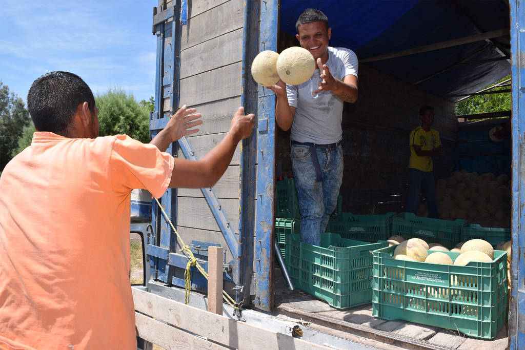 Temporada. Este año los productores están vendiendo el melón a un precio razonable y esperan cerrar bien la temporada. (MARY VÁZQUEZ)
