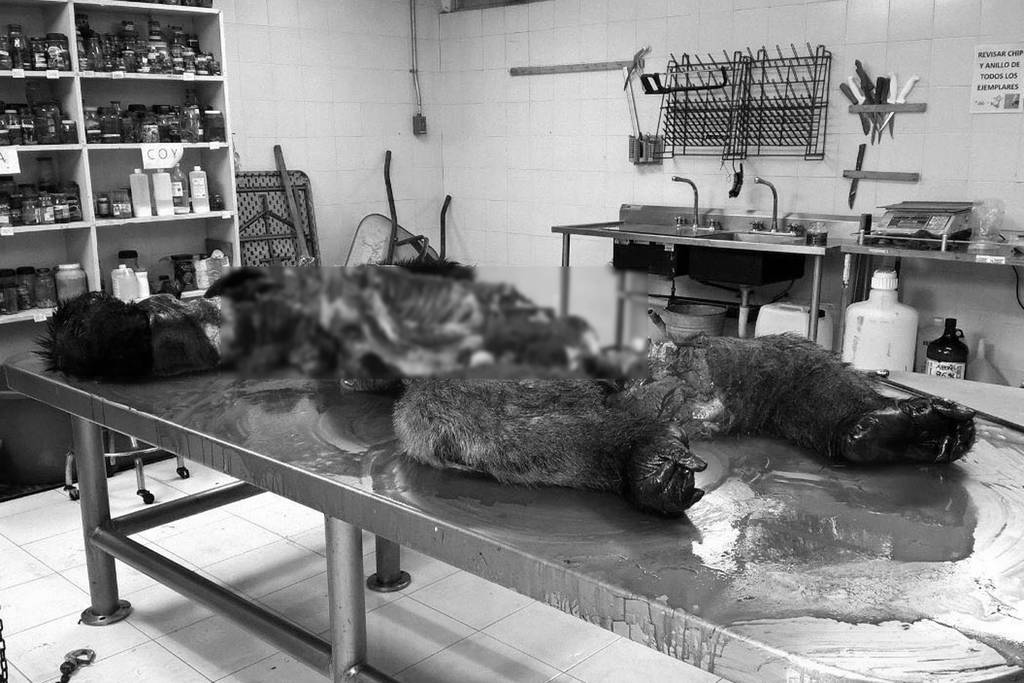 ¿Quién era el salvaje?. Cuando los inspectores de Profepa llegaron a Chapultepec, el pasado jueves por la mañana, el cuerpo del animal ya estaba segmentado en pedazos y los restos en bolsas.