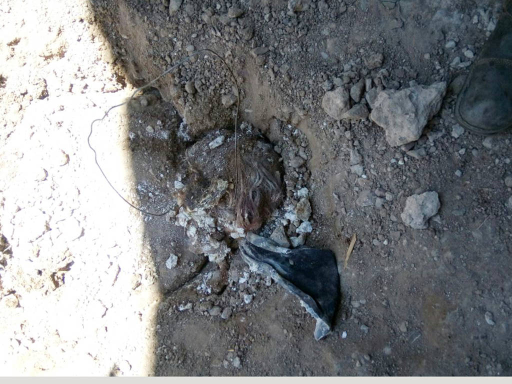 Muerta. Localizan en patio de vivienda de Torreón, el cadáver de una mujer semienterrado, maniatado, con torniquete y putrefacto. (EL SIGLO DE TORREÓN)