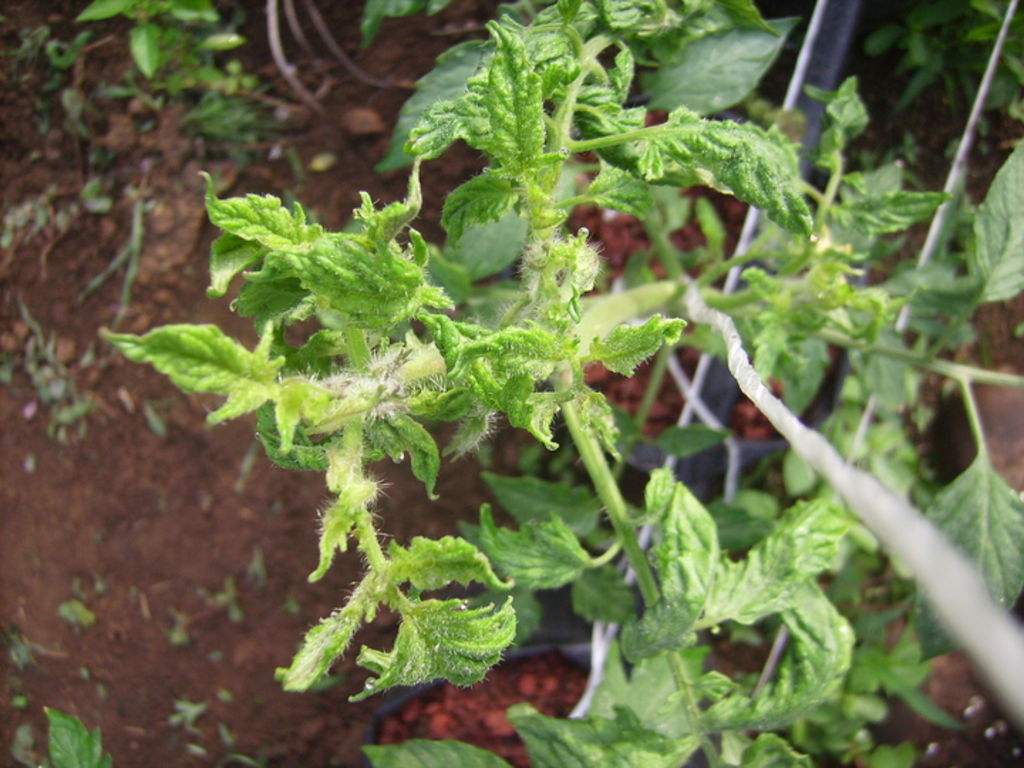 Virosis. La plaga provoca que la planta de chile se acabe antes de que emita su fruto.