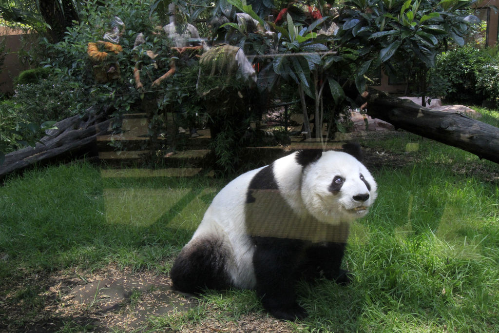 Pocos de los animales que habitan el zoológico de Chapultepec están a la vista de los visitantes. (ARCHIVO) 
