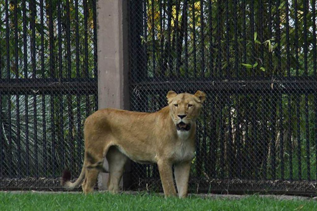La leona, de nombre 'Cala', fue sometida el 3 de junio pasado a un procedimiento anestésico para obtener una biopsia y determinar qué tipo de lesión presentaba. (ARCHIVO)