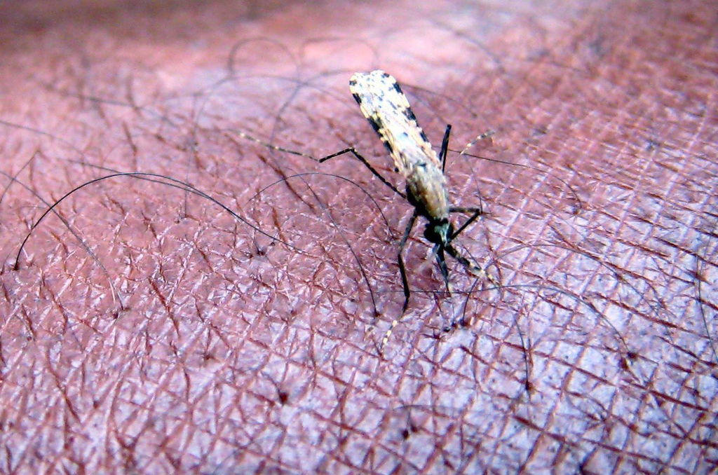 El Anopheles arabiensis, uno de los mosquitos que más transmiten la malaria en el África subsahariana evita a los pollos cuando está buscando alguien de quién alimentarse. (ARCHIVO)