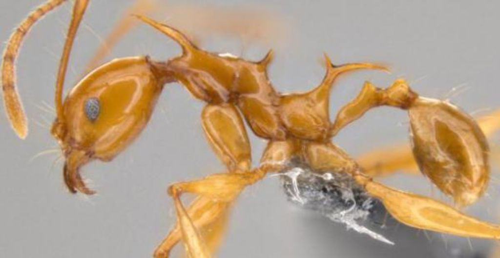 Estas hormigas, por su aspecto, han sido nombradas por los científicos que las han descubierto como 'Pheidole viserion' y 'Pheidole drogon', inspirados en los dragones de la serie de fantasía Juego de tronos. (ESPECIAL)