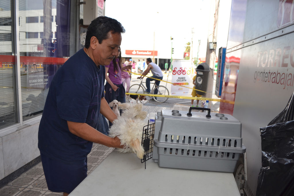 Sanidad. Control Canino reanudará las esterilizaciones gratuitas en la Línea Verde, el Paseo Colón y se recorrerán colonias. (ARCHIVO)