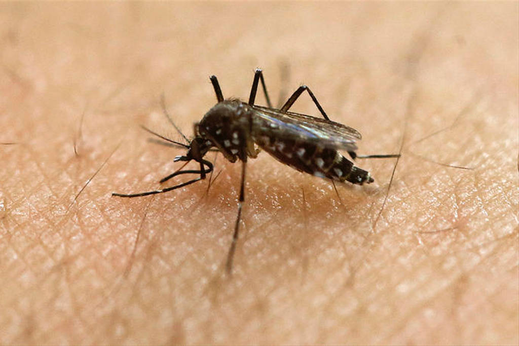 Estadísticas. En Coahuila se ha registrado un contagio por zika. En Durango no hay casos. (EL SIGLO DE TORREÓN)