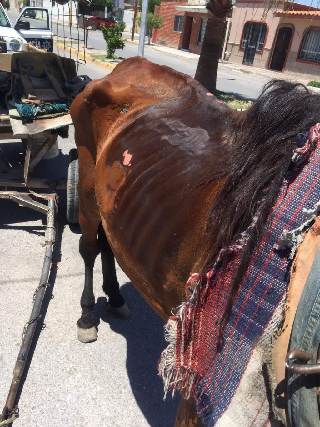 Es en contra del supuesto dueño de un caballo de carga que fue localizado en Torreón y que se encontraba en condiciones de desnutrición, además de que presentaba algunas heridas. (EL SIGLO DE TORREÓN)