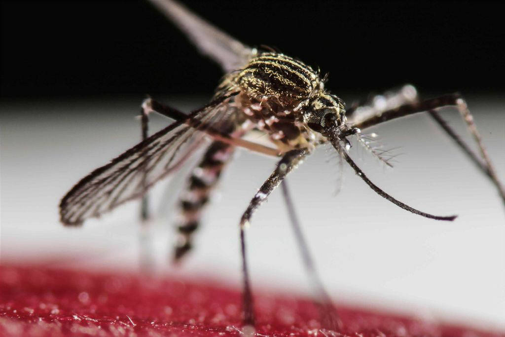 Salud. Autoridades llaman a extremar precauciones para evitar el virus del zika y chikungunya. (ARCHIVO)
