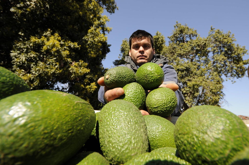 Los especialistas investigan de manera particular las raíces de las plantas de los árboles de aguacate para identificar las bacterias que ayudan a combatir el hongo Fusarium euwallacea. (ARCHIVO)