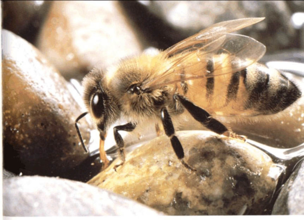 Ese tipo de productos se emplean en muchos tipos de cultivo por todo el mundo y ya se ha demostrado, según Nature, que son nocivos para las abejas y los abejorros. (ARCHIVO)