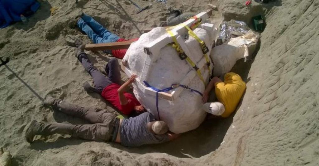 Según información proporcionada por el museo, el dinosaurio vivió hace 66.3 millones de años de edad y fue descubierto durante una expedición a la Formación Hell Creek en el norte de Montana. (TWITTER)