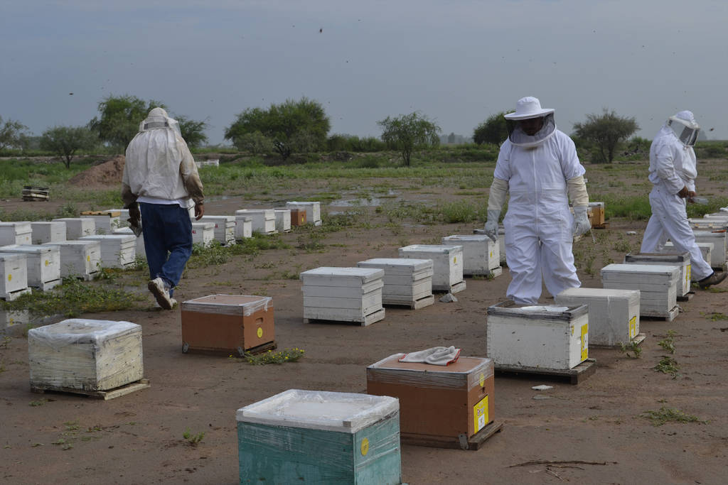 En espera. Apicultores laguneros no han recibido recurso de Sagarpa para repoblación de apiarios, según dieron a conocer. (EL SIGLO DE TORREÓN)