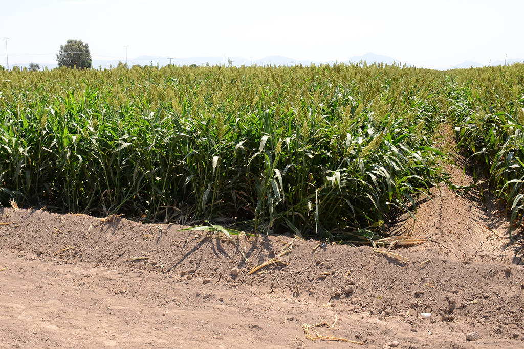 Rendimiento. El 87 % de las hectáreas de maíz forrajero se han cosechado con rendimientos entre el 36 y 42 % por hectárea.