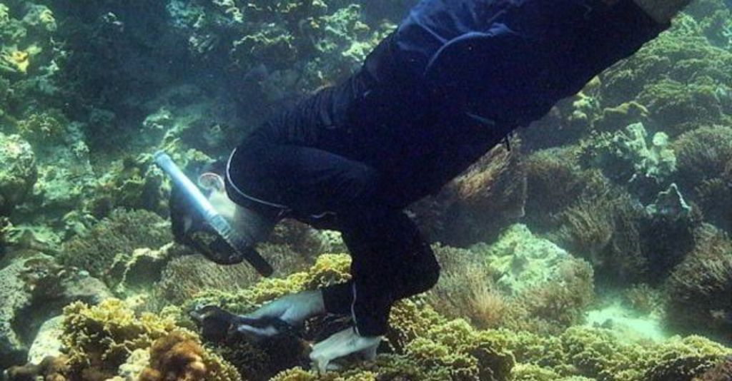 El hallazgo fue hecho en el marco de una investigación del biólogo en el Parque Nacional Mochima, denominada 'Inventario de Crustáceos Decápodos Bentónicos en áreas del Parque Nacional Mochima sector Oeste, Venezuela'. (TWITTER)