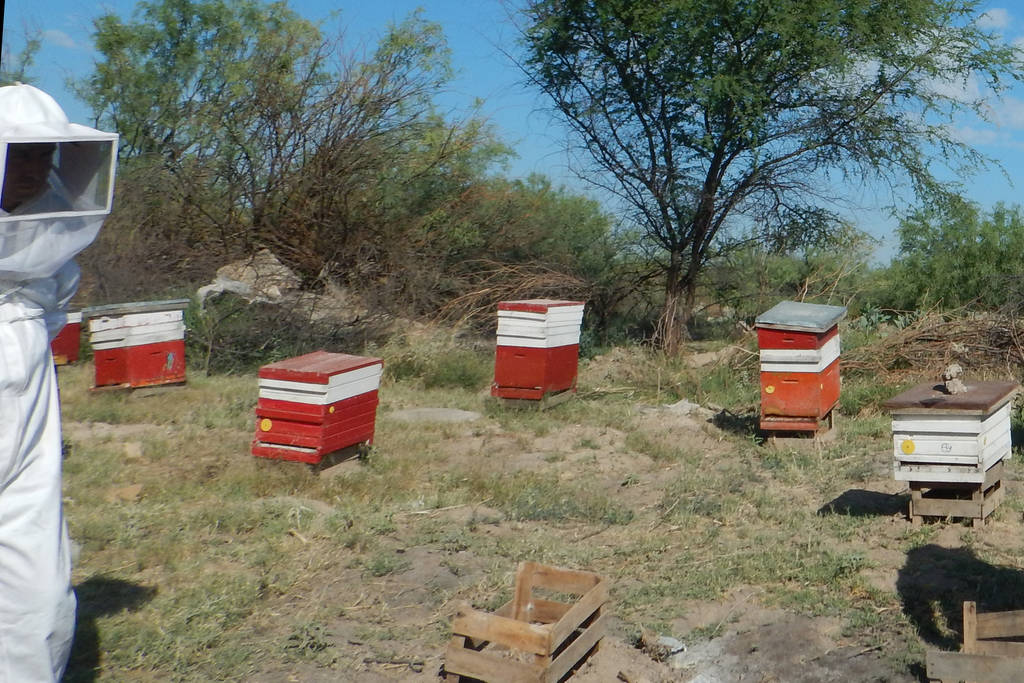 Por las abejas. Mañana vence el plazo del proyecto Alas de Vida para recaudar 300 mil pesos para repoblar 300 colmenas. (ARCHIVO) 