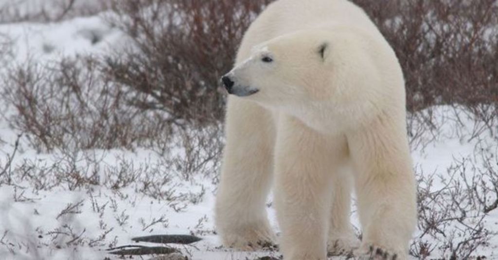 Los osos polares, cuyo hábitat se ha visto amenazado por el cambio climático, son considerados como una especie protegida, por lo que los investigadores deben depender de las bengalas para ahuyentarlos. (ARCHIVO)
