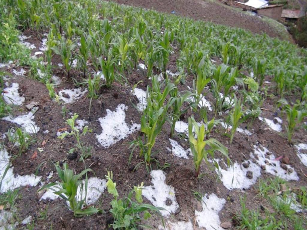 Fenómeno. En Poanas, el granizo llegó a afectar algunas hectáreas, sobre todo, de maíz.