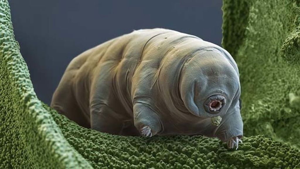 Esa pequeña especie acuática invertebrada es conocida por su enorme resiliencia y por su capacidad para afrontar con éxito temperaturas extremas. (ESPECIAL)