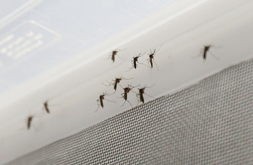 Por la información que ha recibido sobre las enfermedades transmitidas por el mosco Aedes Aegypti, supo que podría ser dengue, zika o chikungunya, por lo que de inmediato se atendió. (ARCHIVO)