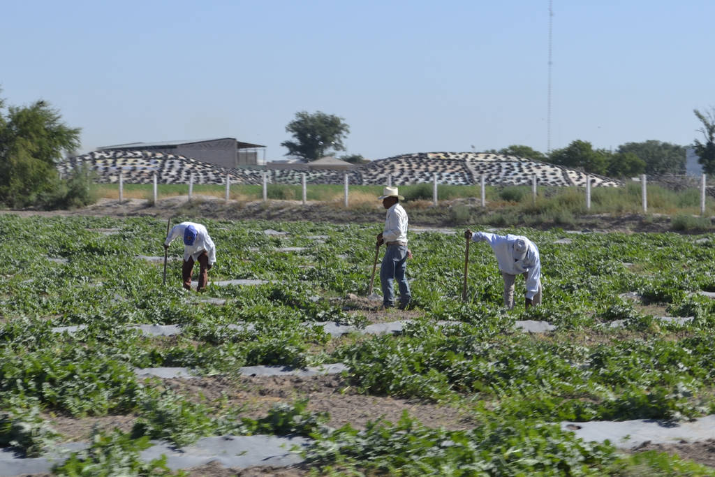 Objetivo. De los 30 ejidos que tiene registrados el Inegi en Torreón, sólo 11 realizan actividades agrícolas. (ARCHIVO)