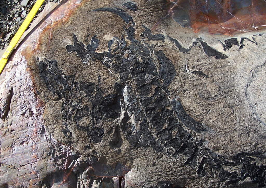 Las nuevas especies fueron identificadas por paleontólogos británicos y estadounidenses como Ictiosaurio somersetensis e Ictiosaurio larkini. (ARCHIVO)