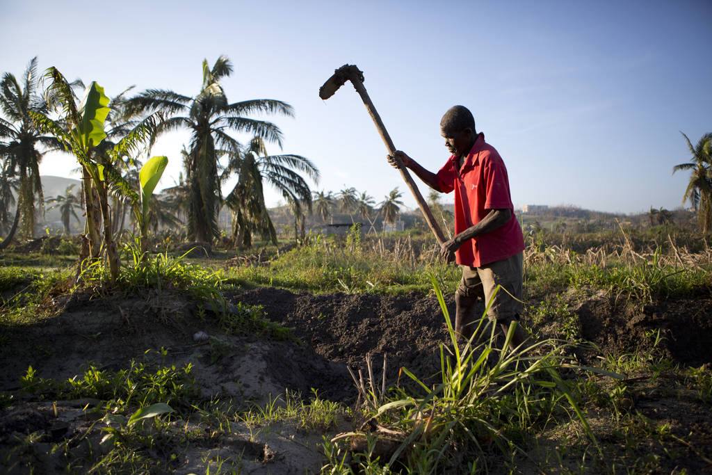 Reconstrucción. Costará mucho trabajo para los agricultores de Haití recuperar la producción en sus tierras. (AP)